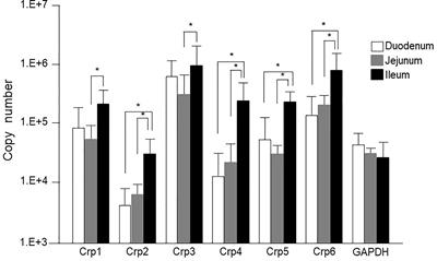 Expression and Localization of Paneth Cells and Their α-Defensins in the Small Intestine of Adult Mouse